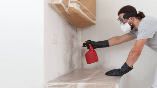 Professional Mold Remediation technician working in Morrisville, NY